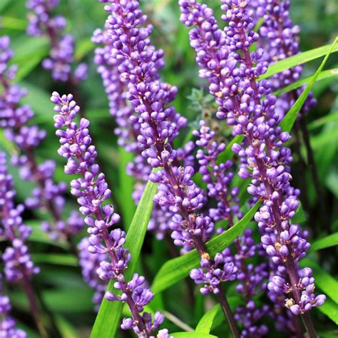 Tight clusters of fat little bells with a grape juice fragrance. Buy big blue lily-turf Liriope muscari: Delivery by ...