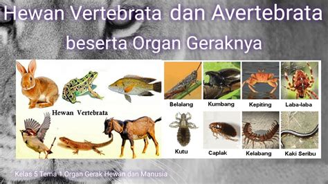 Hewan Vertebrata Dan Avertebrata Invertebrata Youtube