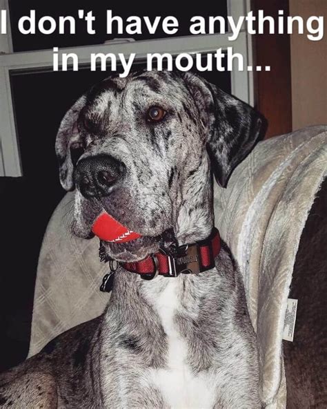 15 Funny Great Dane Memes That Will Make You Fall In Love With Them