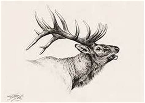 See more ideas about cow elk, elk, animals. 16 best Pencil Drawing of Elk images on Pinterest | Rocky ...