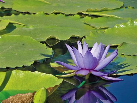 15 Beautiful Pond Plants For Your Water Garden