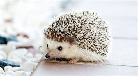 Unlike dogs, cats, birds, fish, or small mammals, most pet frogs are fine with being frogs are considered exotic pets for a good reason! Do Hedgehogs Make Good Pets - Ultimate Owners Care Guide ...