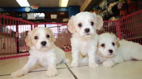 Puppies For Sale Local Breeders Cheerful Cavachon Puppies For Sale