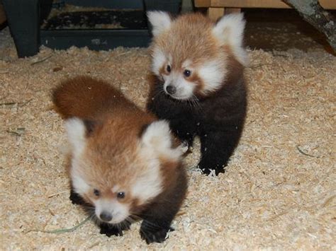 Knoxville Zoos Red Panda Twins Looking For Names Baby Zoo Animals