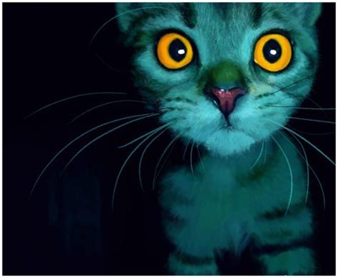 Turquoise Cat Magdalena Zagórna Great Cat Cat Love Crazy Cat Lady