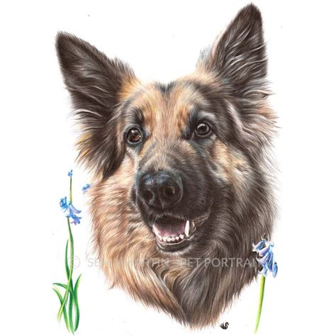 Alsatian Dog Drawing Pet Portraits Alsatian Dog Dog Drawing