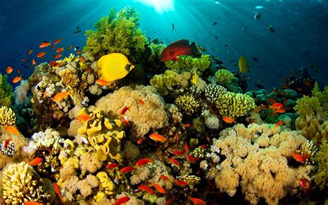 Genesis Nature Blog Coral Reef Habitats