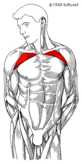 ExRx.net : Pectoralis Major (Clavicular Head)