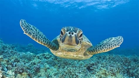 Sea Turtle Laptop Wallpapers Top Free Sea Turtle Laptop Backgrounds