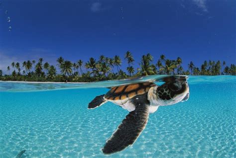 10 Latest Baby Sea Turtles Wallpaper Full Hd 1080p For Pc Background 2023