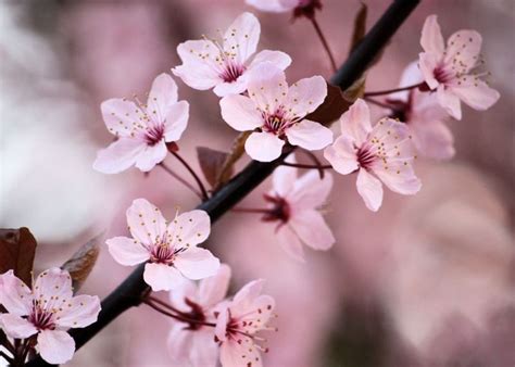 Resultado De Imagen Para Flores Del Cerezo Japones Cherry Blossom