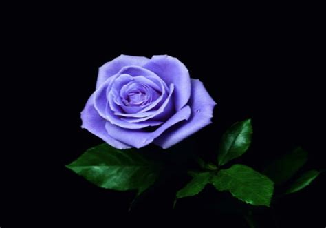 Rose, genus of some 100 species of perennial shrubs in the rose family (rosaceae). World's first blue rose provides new something blue