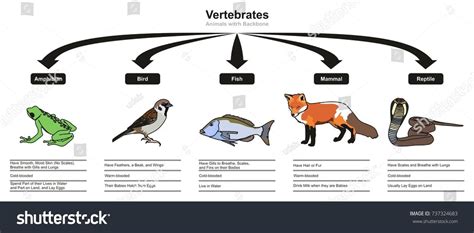Vertebrates Animals Classifications And Characteristics Infographic