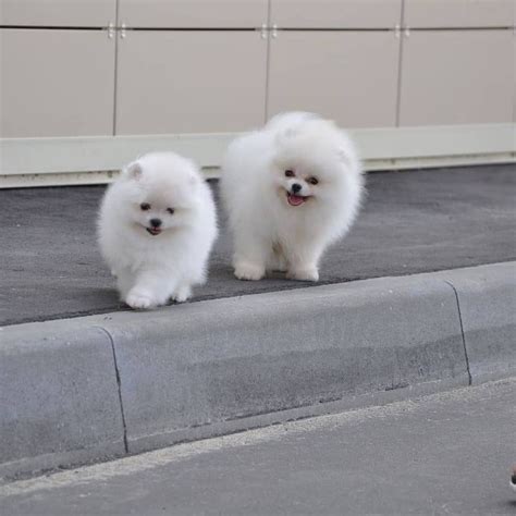 Volunteer your home temporarily to our young or sick animals that are not ready for adoption. Pomeranian Puppies FOR SALE ADOPTION from Kuala Lumpur ...