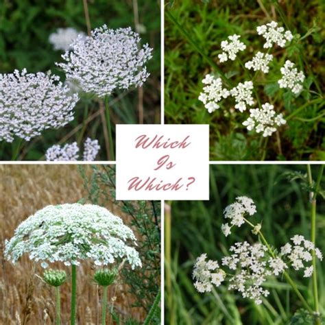 How To Identify Queen Annes Lace Wild Carrot Queen Annes Lace