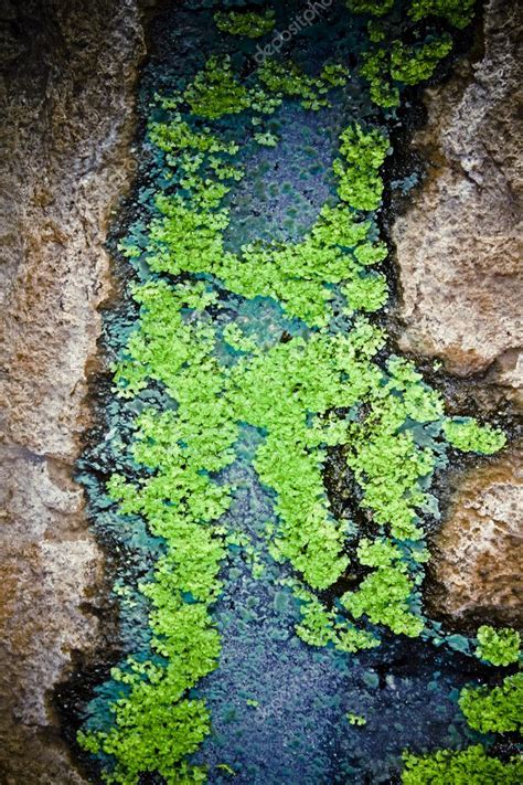 Moss Pond Scum Top Water — Stock Photo © Yogeshmore 110633672