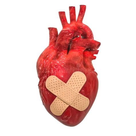 Human Heart With Adhesive Plaster Treatment Of Heart Disease Concept