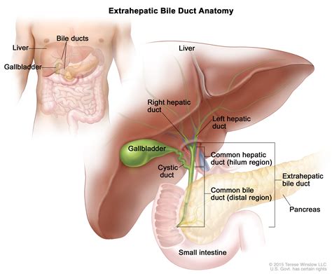 Pancreas Common Bile Duct Anatomy ANATOMY STRUCTURE