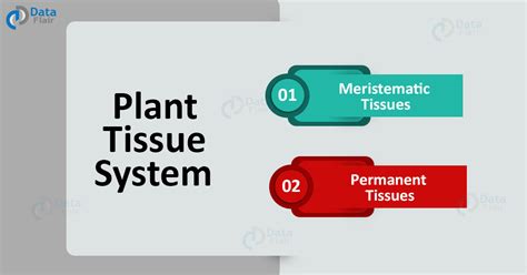 Plant Tissues Plant Tissue System With Their Functions Dataflair