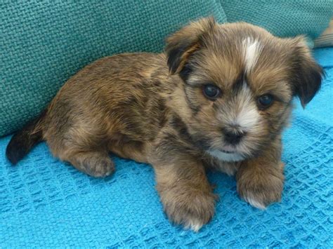 They are very playful, they have sweet personalities, love to give will consider males. SHORKIE Puppy For Sale Boy | Mold, Clwyd | Pets4Homes