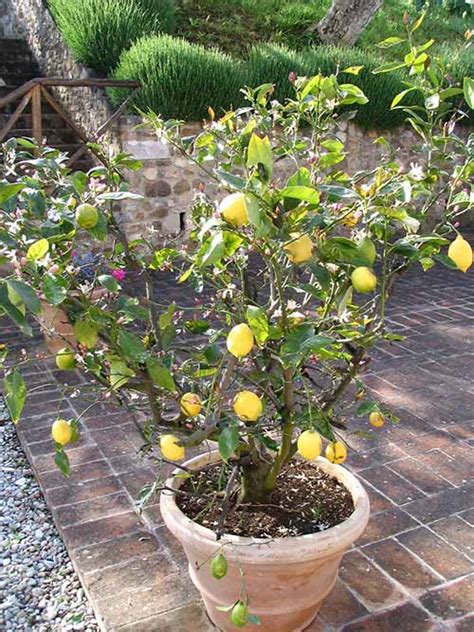 Container Gardening How To Grow A Lemon Tree In A Pot Home Garden Diy