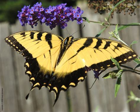 Tiger Swallowtail On Butterfly Bush Tiger Swallowtail Pap Flickr