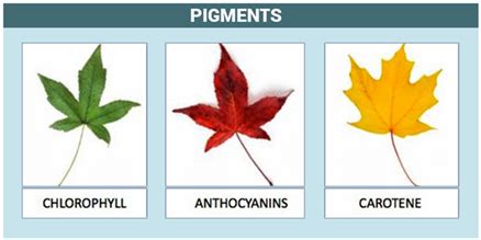 Although photosynthesis is performed differently by different species, the process always begins when energy from light is absorbed by proteins called reaction centresthat contain green chlorophyll pigments. Biological Pigments in Plants - Types and Uses of Pigments