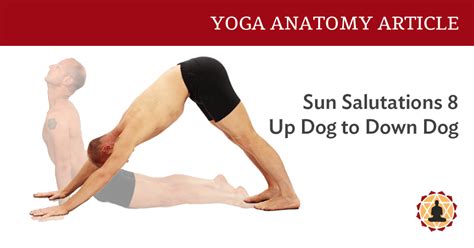 Sun Salutations 8 Tricks For Up Dog To Down Dog Yoganatomy