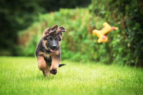 German Shepherd Howling 9 Causes And How To Prevent It