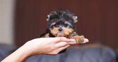 13 Cutest Teacup Puppy Breeds In The World