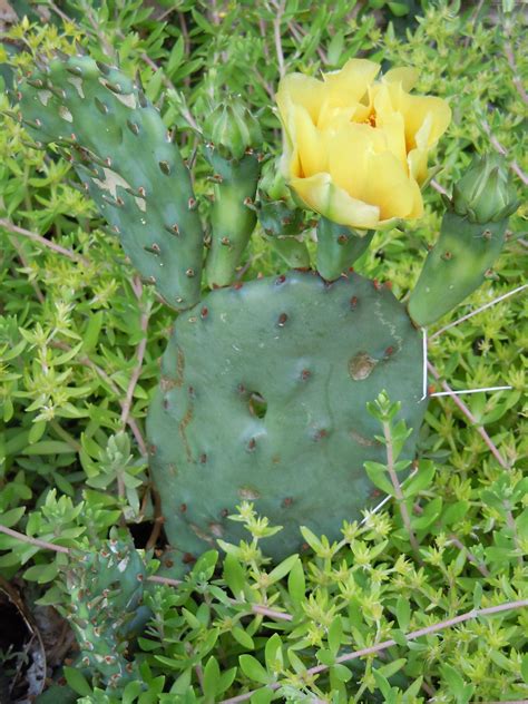 Eastern prickly pear is in the cactaceae (cactus) family. Eastern Prickly Pear Cactus (Opuntia humifusa) | Cactus ...