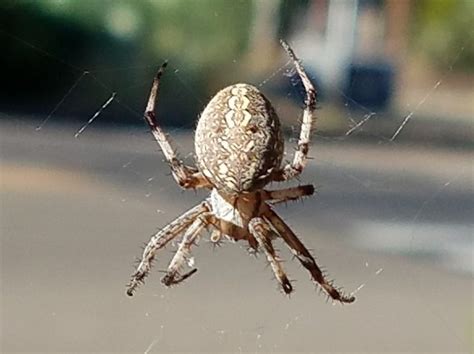 10 Common California Spiders That Might Be Nesting In Your Home