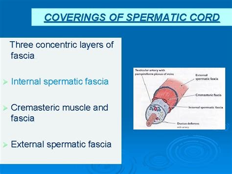 Good Morning Testis Epididymis And Spermatic Cord Dr