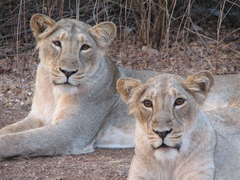 The Dimension Of Cultural Tolerance In Asiatic Lion Conservation