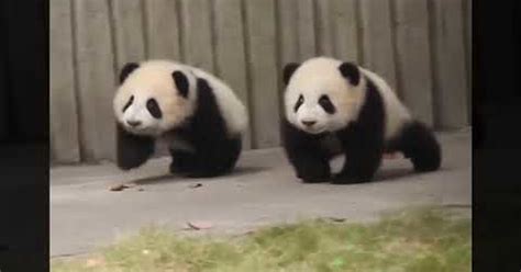 Cuánta Fauna Amazing Funny Pandas Compilation
