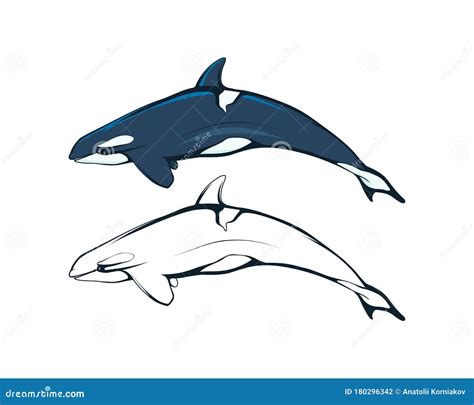 Killer Whale An Orca Or Killer Whale Marine Mammalargest Among The