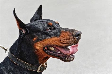 Doberman Ear Cropping Everything You Need To Know