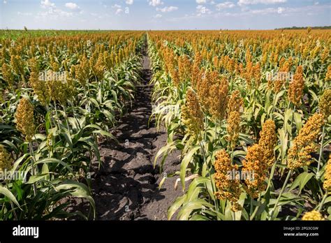 Large Field With Sorghum Grown Under Dryland Agriculture In The