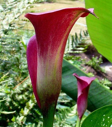 Plantfiles Pictures Calla Lily Majestic Red Zantedeschia By Wallaby