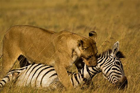 Lion Eating Zebra Stock Photos Pictures And Royalty Free Images Istock