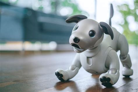 Sonys Robot Dog Uses Artificial Intelligence To Learn And Develop A