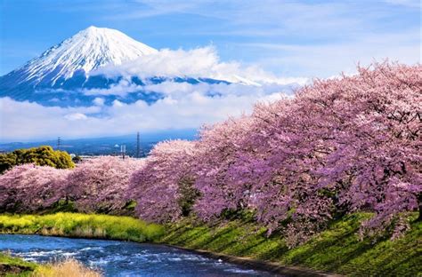 Where To Spot Some Of Japans Earliest Cherry Blossoms Ecophiles