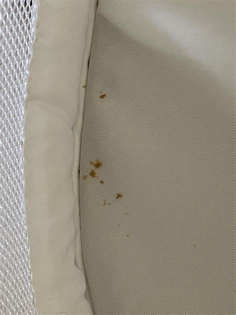 Are These Bed Bug Shells Rbedbugs