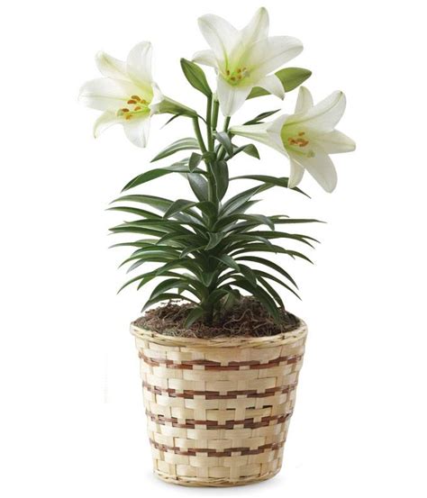 Easter Lily Bouquet At From You Flowers