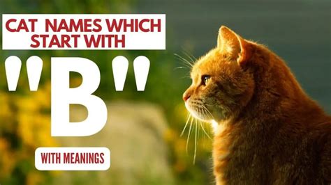 Cat Names That Start With B With Meanings Zippy Pet