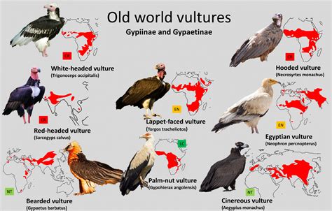 Old World Vultures Distribution Maps Zoochat