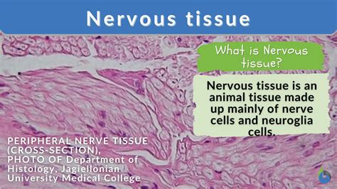 Nervous Tissue Definition And Examples Biology Online Dictionary