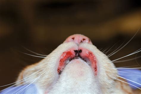 Feline Cutaneous Adverse Food Reactions Food Allergy