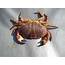 Brown / Edible Crab  IFCA North West