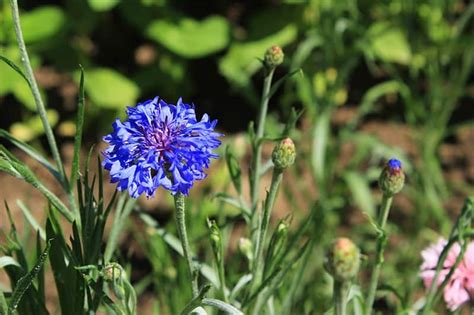 20 Types Of Blue Flowers A Visual Compendium In 2020